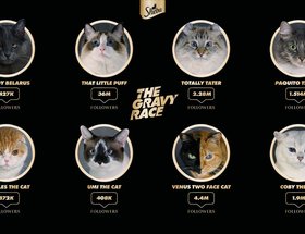 The Gravy Race